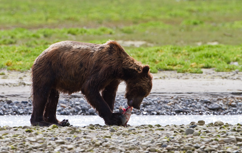 Grizzly Bear Eating Salmon